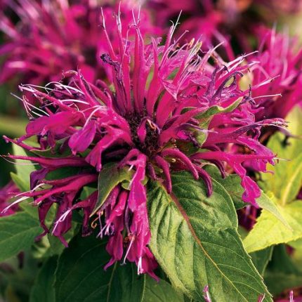 Monarda Balmy Purple Bee Balm