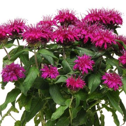 Monarda Balmy Purple Bee Balm