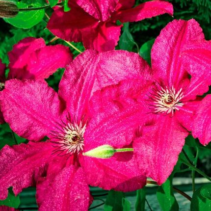 Clematis 'Ernest Markham'