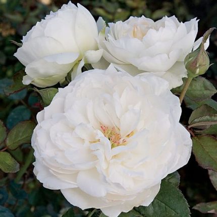 Bolero Floribunda Rose