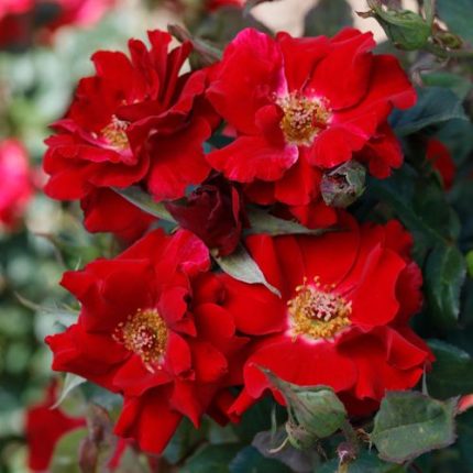 Cherry Float Climbing Rose