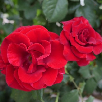 Cherry Float Climbing Rose