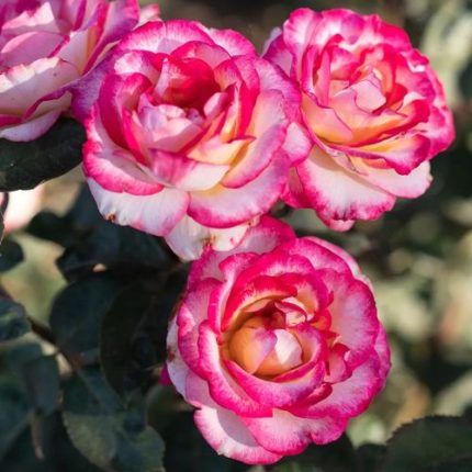 Peppermint Party Climbing Rose