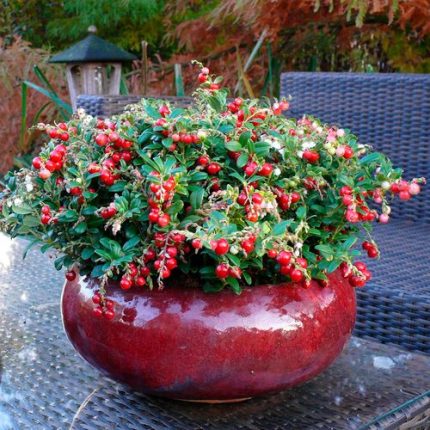 Vaccinium 'Red Candy' Lingonberry