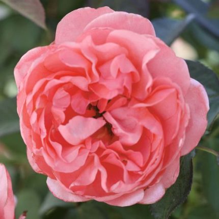 English Coral Grandiflora Rose sale