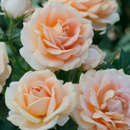 Champagne Dreams Floribunda Rose Sale