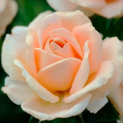 Champagne Dreams Floribunda Rose Sale